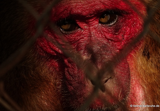 15-01-17-ban keun-zoo-098