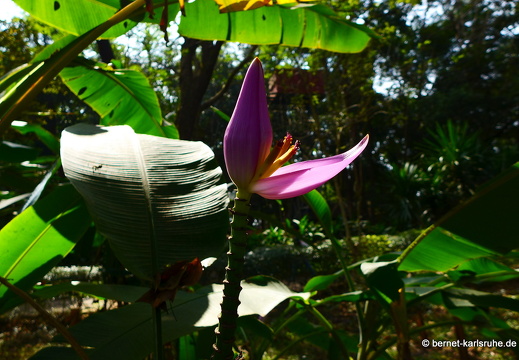 15-01-17-ban keun-zoo-141