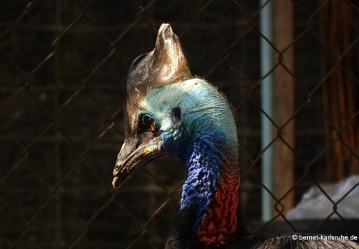15-01-17-ban keun-zoo-176