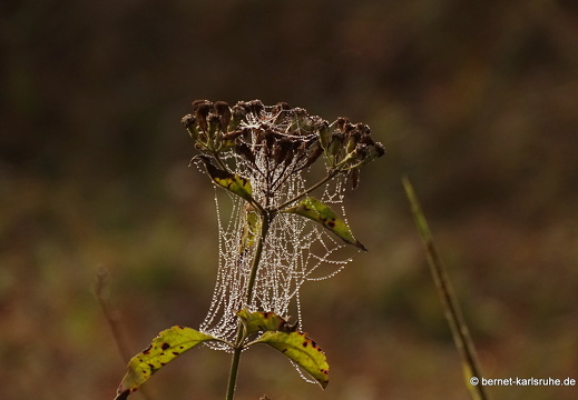 15-01-27-kasi-fruehnebel-004