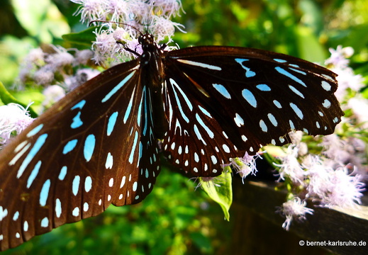 15-01-30-butterflypark-070