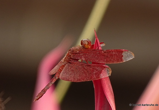 15-02-07-luangnamtha-272