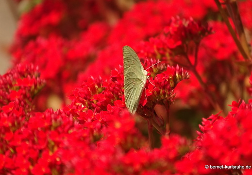 15-02-10-luangnamtha-132