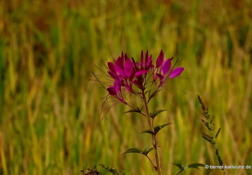 15-02-11-luangnamtha-056