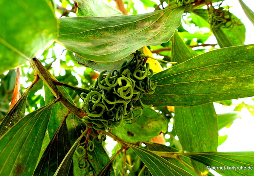 15-02-11-luangnamtha-084