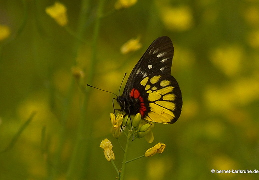 15-02-12-luangnamtha-schmetterling-painted jezebel-011
