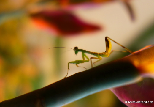 15-02-17-nongkiao-162