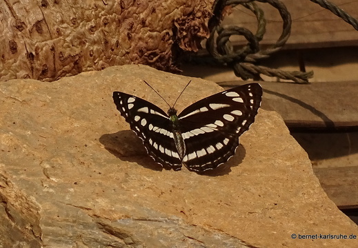 15-02-20-nongkiao-schmetterling-unbekannt-braun-weiss-002