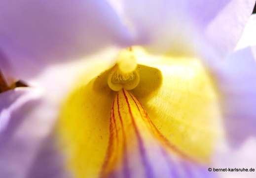 15-02-22-nongkiao-166