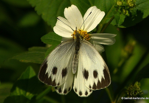 15-02-24-nongkiao-117