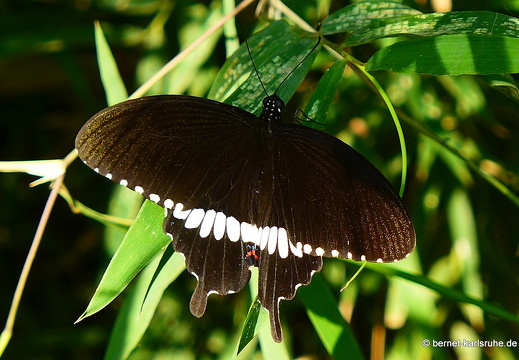 15-02-24-nongkiao-302