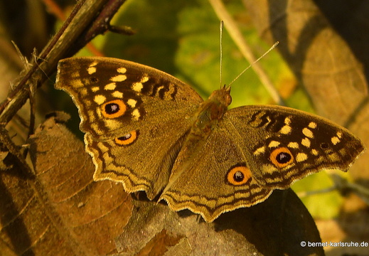 15-02-25-nongkiao-040