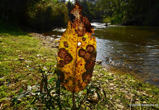 15-02-25-nongkiao-063