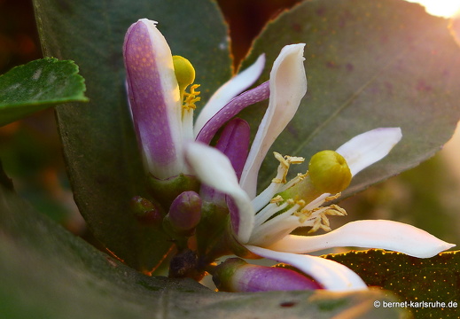 15-02-25-nongkiao-216