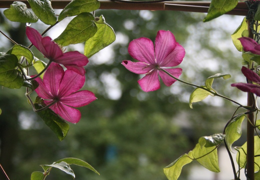 08-07-20-duesseldorf 265