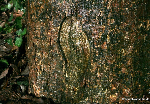 08-12-18-duesseldorf-ostpark-baum-107