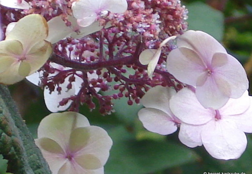 08-07-20-ratingen- 003