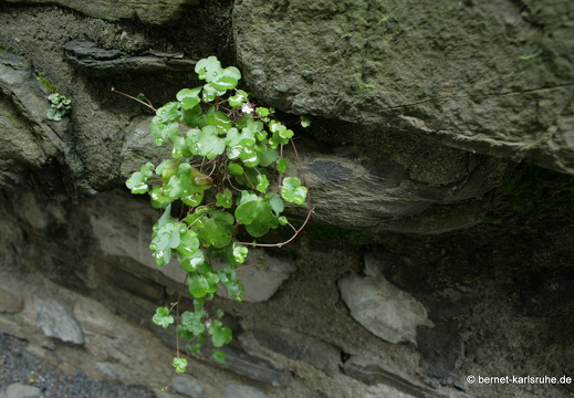 08-07-20-ratingen 236