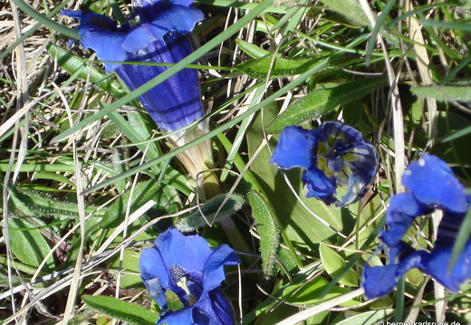 08-06-20-schweiz-glacier-express- (1)