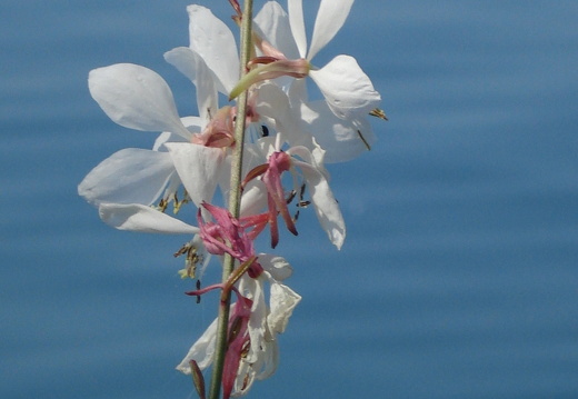 08-06-20-schweiz-glacier-express- (12)