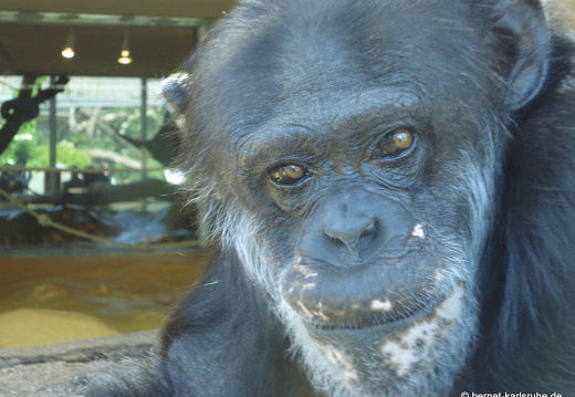 08-05-26-zoo- 034