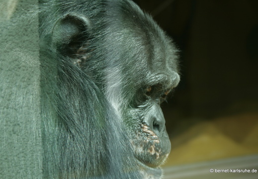 08-06-07-zoo- 005