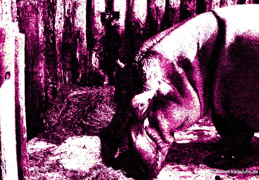 08-06-07-zoo- 019-a