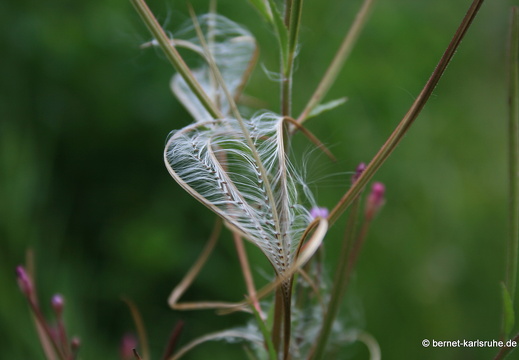 08-08-10-flora 002