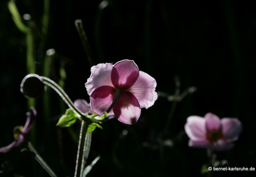 08-08-13-zoo 007