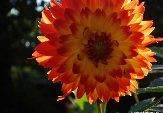 08-08-31-zoo 081