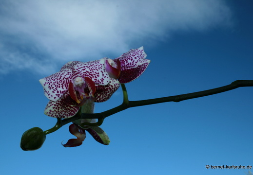 08-09-07-orchidee- 005