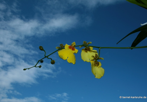 08-09-07-orchidee- 009