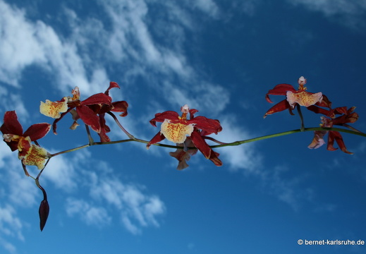 08-09-07-orchidee- 013