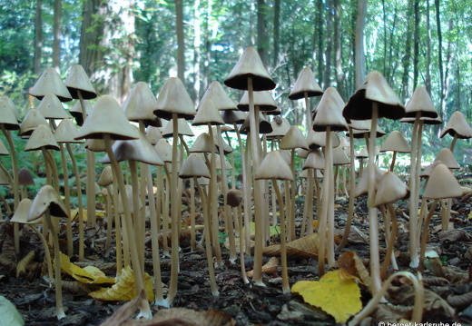 08-09-08-Pilzwald 010