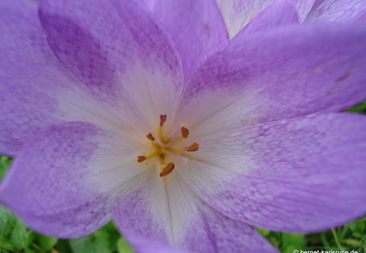 08-09-09-flora-herbstzeitlose 102