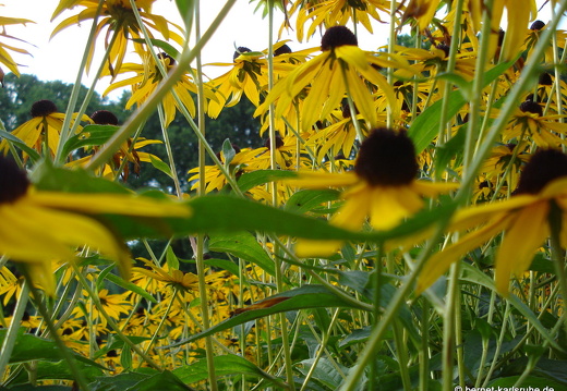 08-09-09-flora-sonnenblume 097