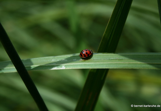 08-09-11-fauna-marienkaefer- 075