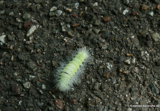 08-09-11-fauna-raupe-buchenstreckfuss- 081
