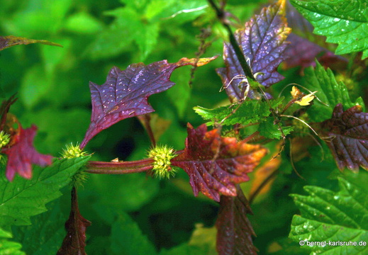 08-09-11-flora- 027