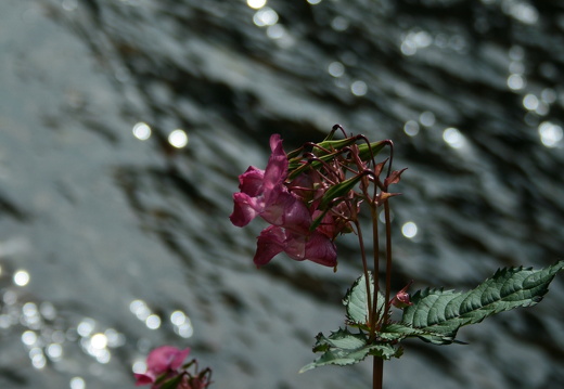 08-09-11-flora- 076