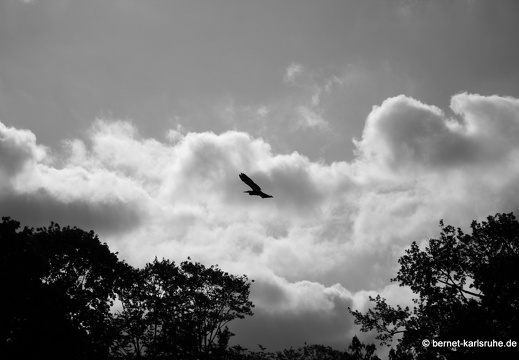 08-09-14-fauna-reiher-flug-169