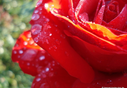 08-09-14-flora-023