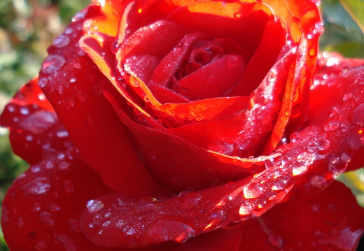 08-09-14-flora-025