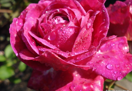 08-09-14-flora-027