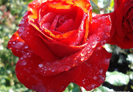 08-09-14-flora-028