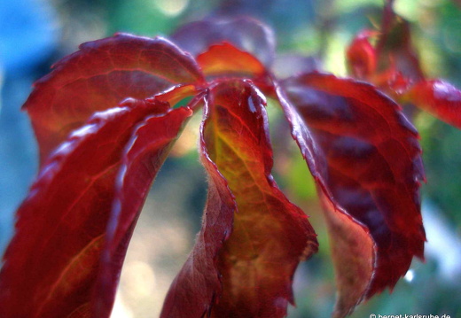 08-09-14-flora-036