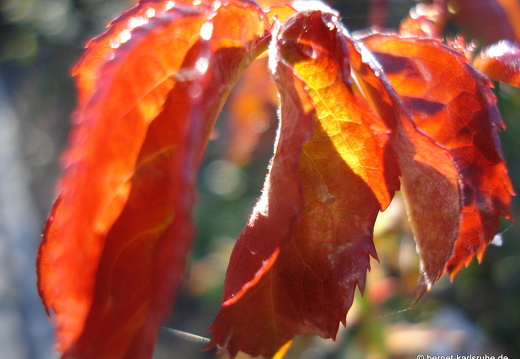 08-09-14-flora-037