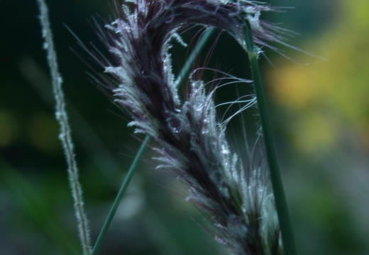 08-09-14-flora-078