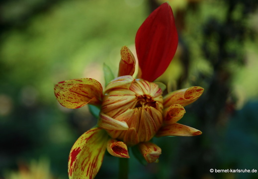 08-09-14-flora-080