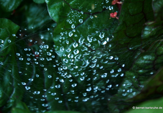 08-09-14-flora-081